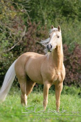 Dt Reitpony Gandalf 90717.JPG