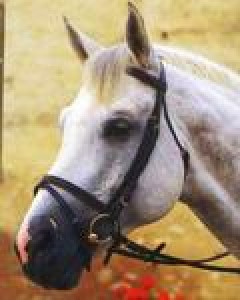 Obrazek